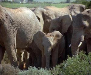 пазл Слон семьи